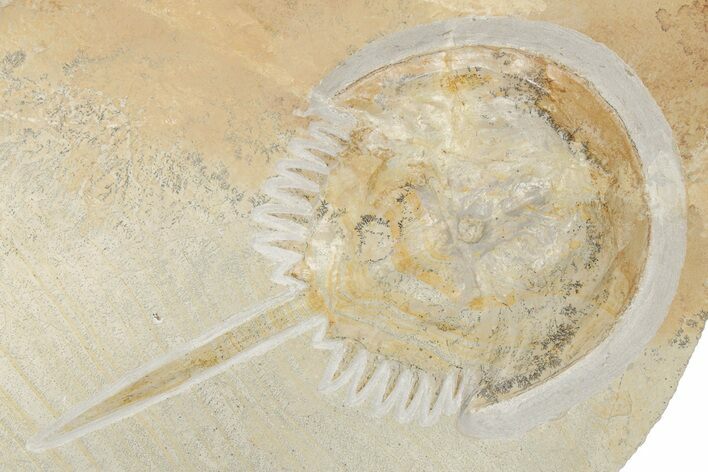 Horseshoe Crab (Mesolimulus) Fossil - Solnhofen Limestone #192770